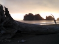 Giant Log on Beach at Quileute Oceanside Resort