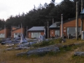 Quileute Oceanside Resort Rental Cabins