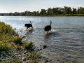 River's Edge RV Park - Jasmine & Pepper Playing in Old Man River