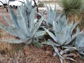 Saddleback RV Park - Agave