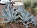 Saddleback RV Park - Agave