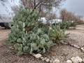 Saddleback RV Park - Cacti