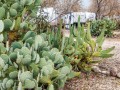 Saddleback RV Park - Cacti