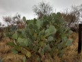 Saddleback RV Park - Cacti