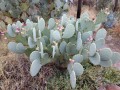 Saddleback RV Park - Cacti