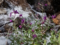 Granduc Rd - Streamside Flowers