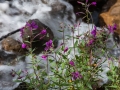 Granduc Rd - Streamside Flowers