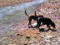 San-Jauns-Scenery-Pups-in-River