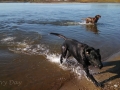 Prairie-Flower-CG-Pups-swimming