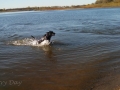 Prairie-Flower-CG-pPups-swimming-2