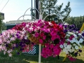 Shady Rest RV Park - Flowers