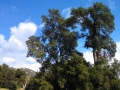 Oak-Trees-at-Silent-Valley