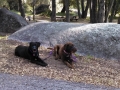 Silent Valley - Happy Pups!