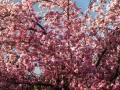 Silent Valley - Spring Blossoms