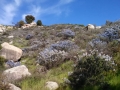 Silent Valley - Chaparral in Bloom at Springtime