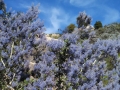 Silent Valley - Chaparral in Bloom at Springtime