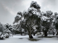 Rare snowfall at Silent Valley Club - Winter 2018