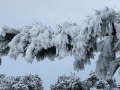 Rare snowfall at Silent Valley Club - Winter 2018