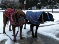 Jasmine & Pepper going for a walk in the snow.