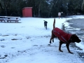 Jasmine & Pepper going for a romp in the snow.