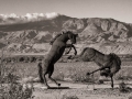 Sky Art Sculptures - Extinct Horses Fighting