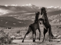 Sky Art Sculptures - Extinct Horses Fighting