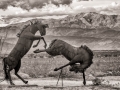 Sky Art Sculptures - Extinct Horses Fighting