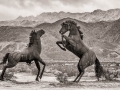 Sky Art Sculptures - Extinct Horses Fighting