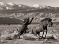 Sky Art Sculptures - Gracile Sabertooth Attacking Extinct Horses