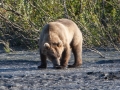 Valdez - Solomon Gulch Hatchery - Grizzly Bear
