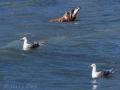 Valdez - Solomon Gulch Hatchery - Sea Lions and Gulls