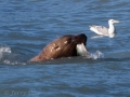 Valdez - Solomon Gulch Hatchery - Sea Lions and Gulls