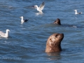 Valdez - Solomon Gulch Hatchery - Sea Lions and Gulls