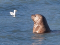 Valdez - Solomon Gulch Hatchery - Sea Lions and Gulls