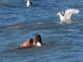 Valdez - Solomon Gulch Hatchery - Sea Lions and Gulls