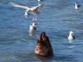 Valdez - Solomon Gulch Hatchery - Sea Lions and Gulls