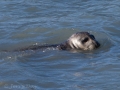 Valdez - Solomon Gulch Hatchery - Seal