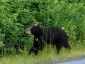 Valdez - Solomon Gulch Hatchery - Black Bear