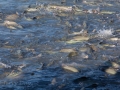 Valdez - Solomon Gulch Hatchery - Returning Pink Salmon