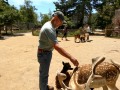 West Coast Game Park Safari - Jerry with deer