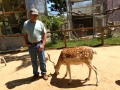 West Coast Game Park Safari - Jerry with deer