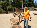 West Coast Game Park Safari - Kim feeding deer