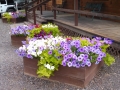 Thousand-Lakes-RV-Park-Flowers