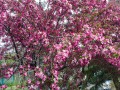 Truckee River RV Park - Flowering Tree