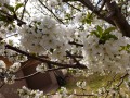 Tucumcari KOA - Flowering Tree