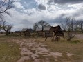 Tucumcari KOA - Group Sites