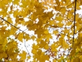 Lutsen-Mtn-Fall-Color-7