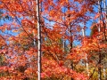 MN-Fall-Color-1