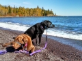 Split-Rock-LH-pups-on-beach