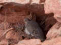 Nesting-Morning-Dove